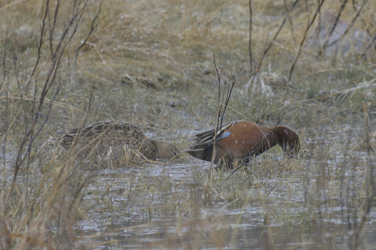 Cinnamon Teal - ML638257283