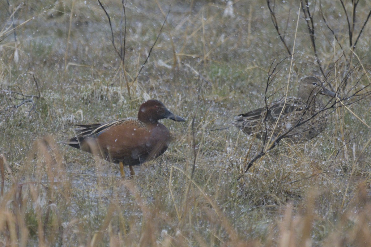 Cinnamon Teal - ML638257284
