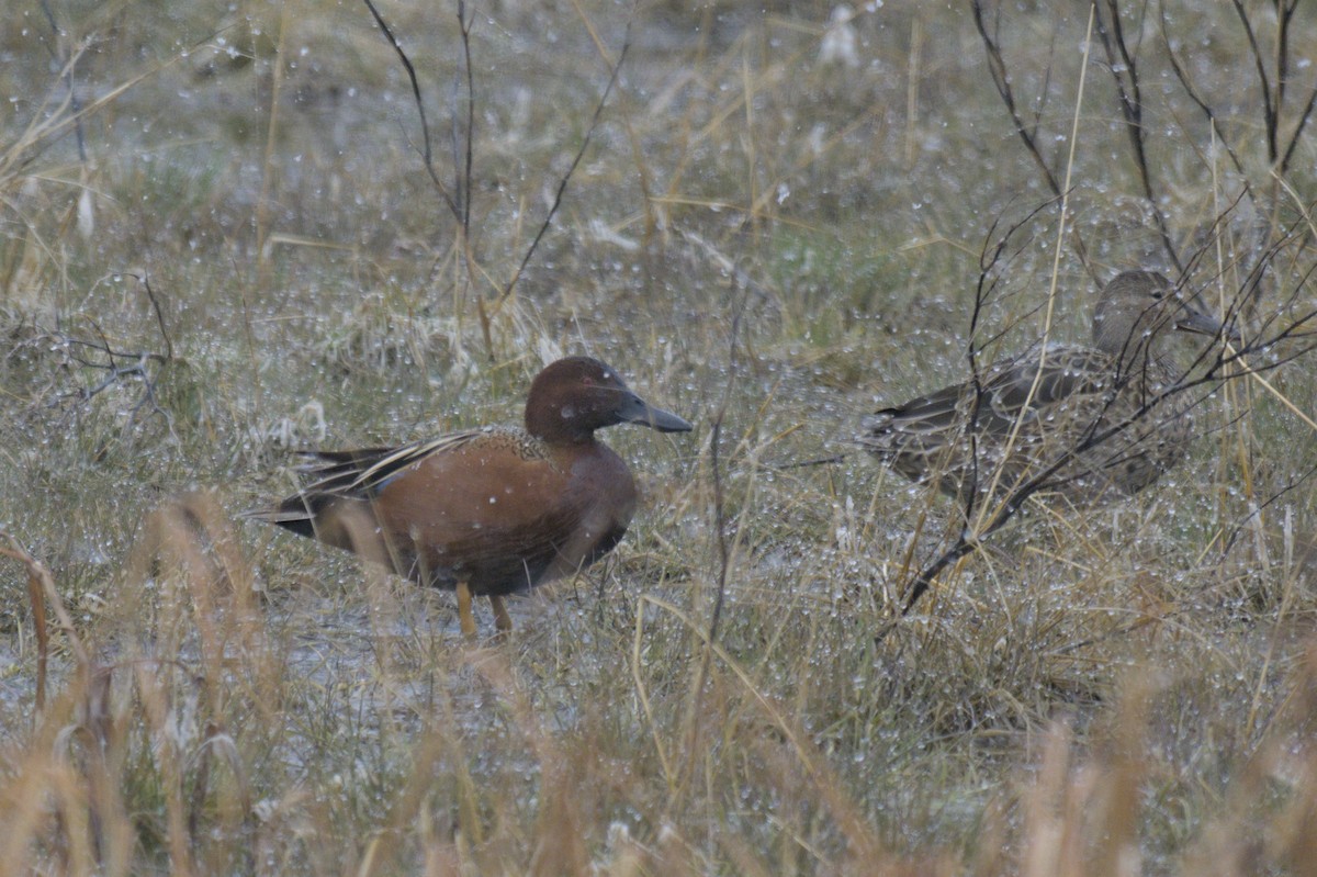 Cinnamon Teal - ML638257285