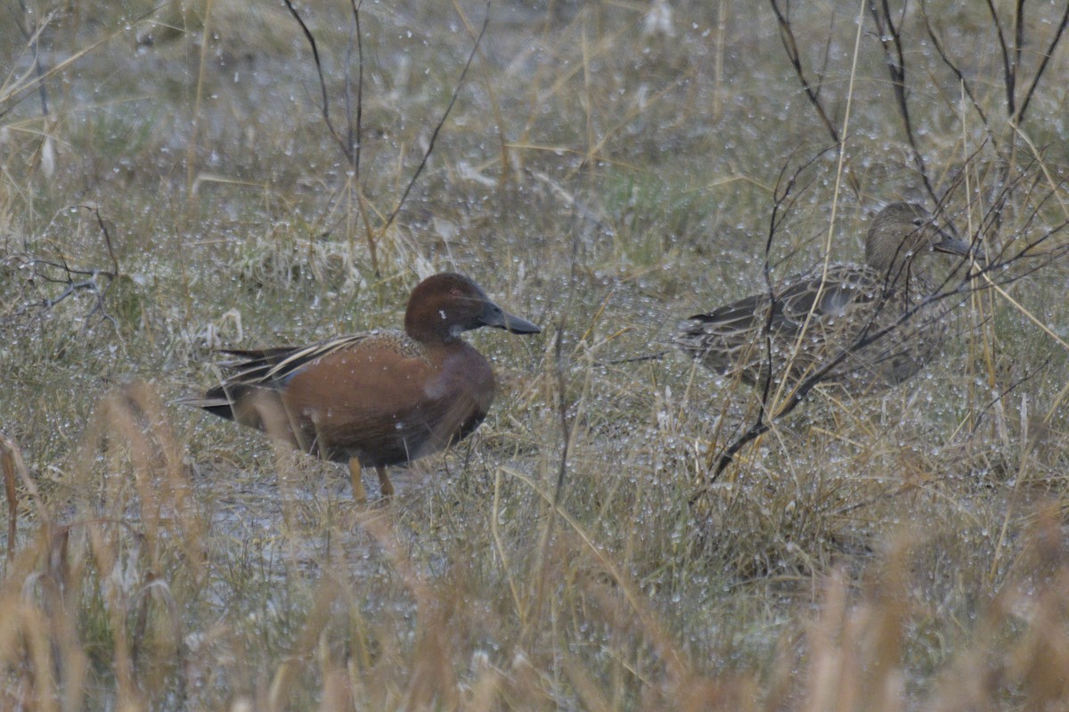 Cinnamon Teal - ML638257286