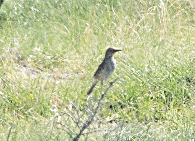 Sage Thrasher - ML638257290