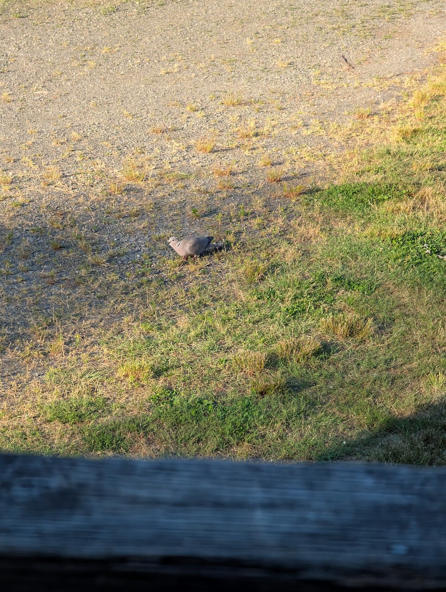 Eurasian Collared-Dove - ML638257295