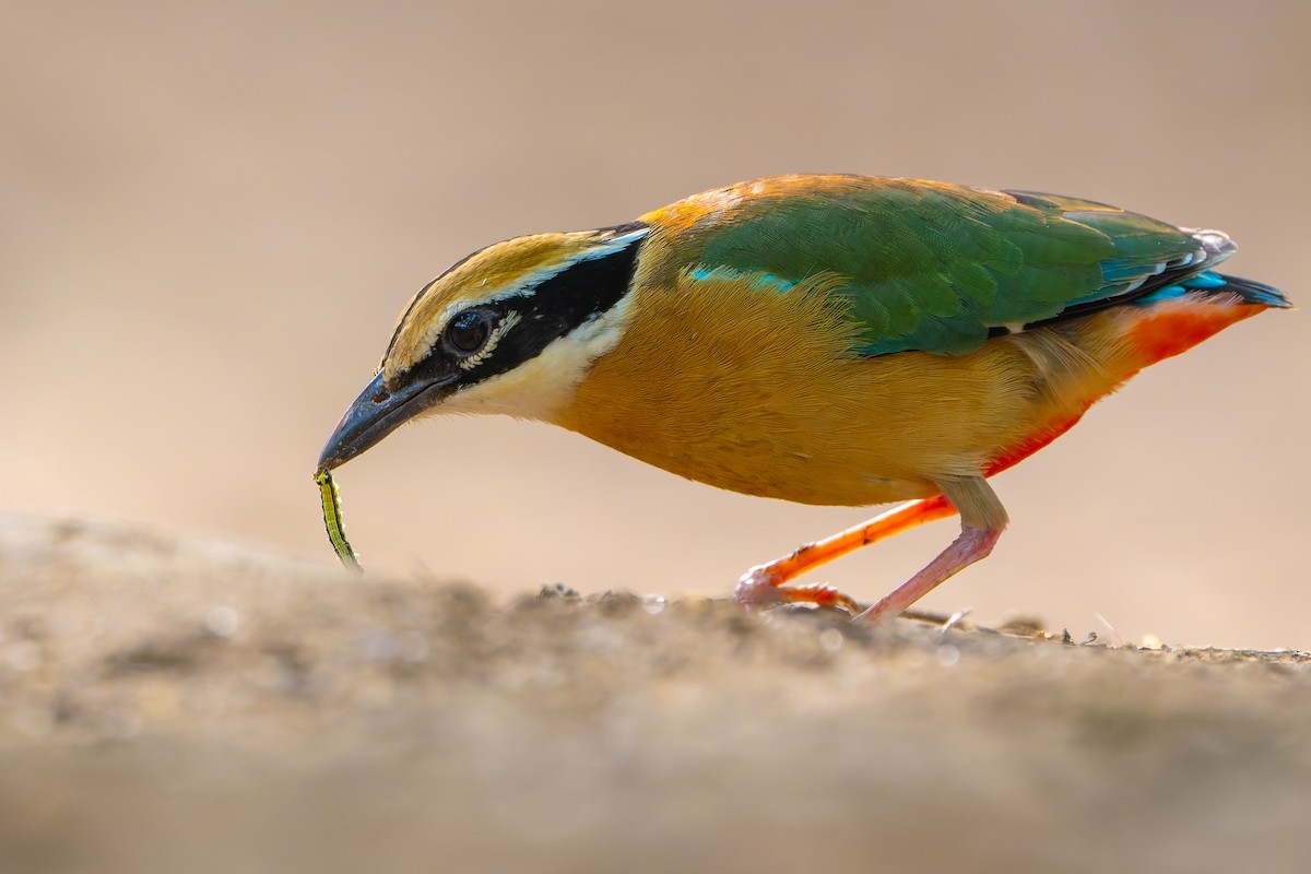 Indian Pitta - ML638257303