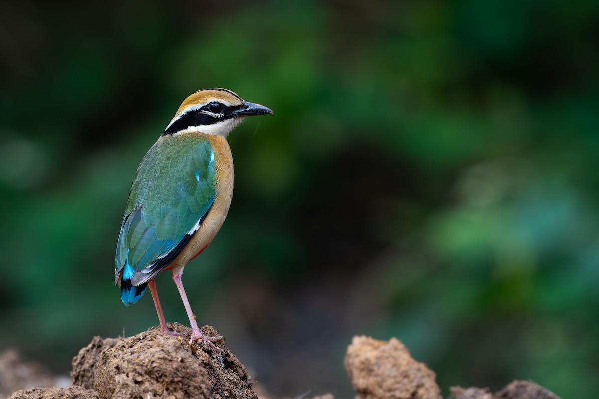 Indian Pitta - ML638257304