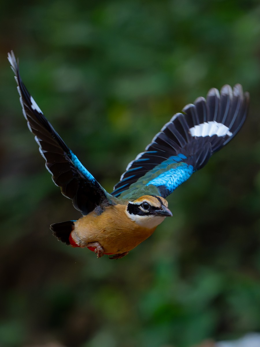 Indian Pitta - ML638257305