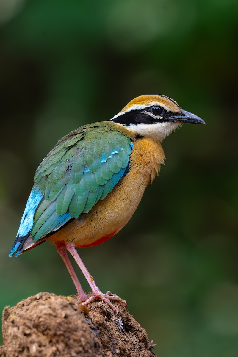 Indian Pitta - ML638257306