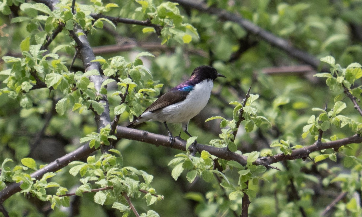 Eastern Violet-backed Sunbird - ML638257325
