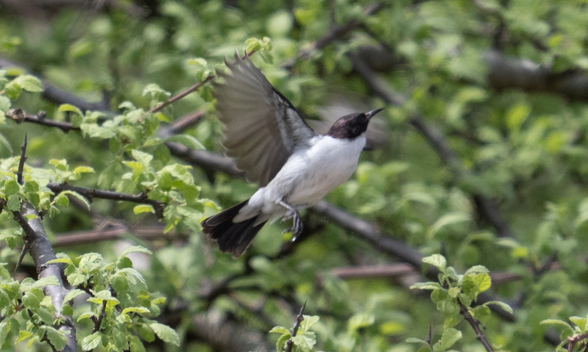 Eastern Violet-backed Sunbird - ML638257326
