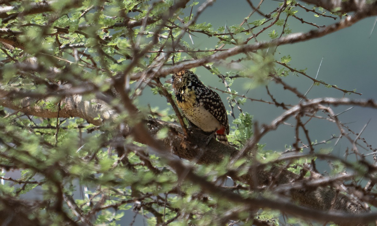 D'Arnaud's Barbet - ML638257336