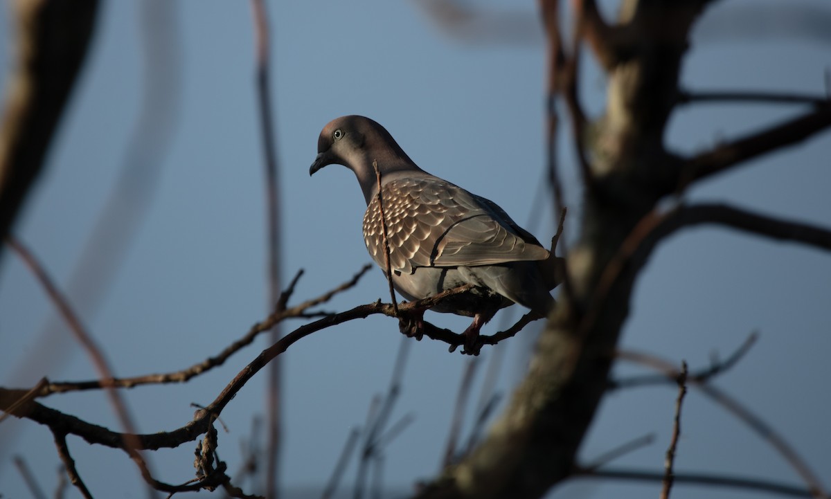 Spot-winged Pigeon - ML638257345
