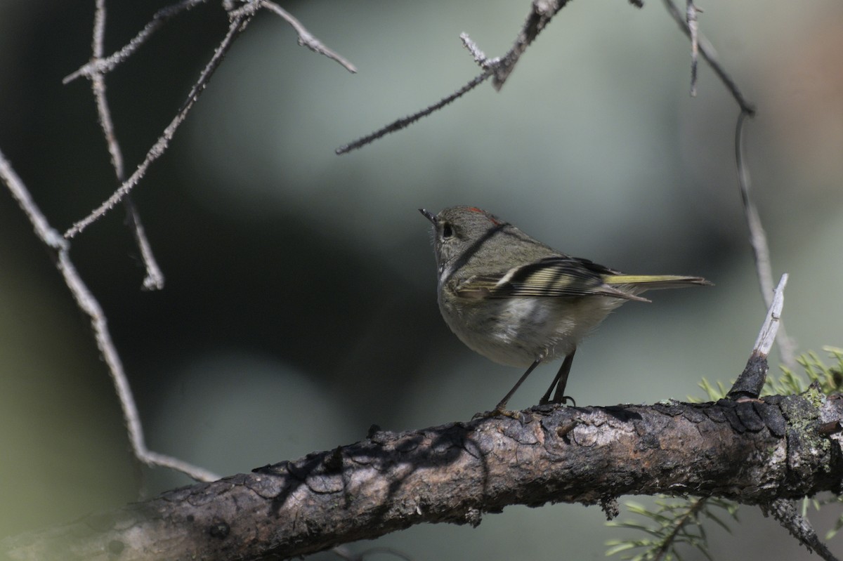 Ruby-crowned Kinglet - ML638257346