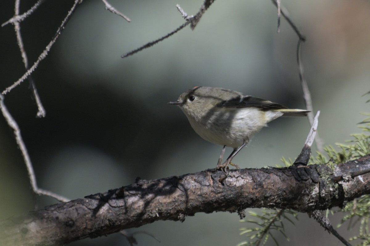 Ruby-crowned Kinglet - ML638257347