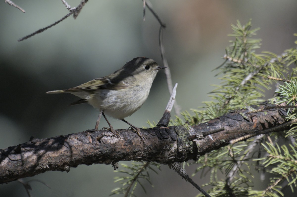 Ruby-crowned Kinglet - ML638257348
