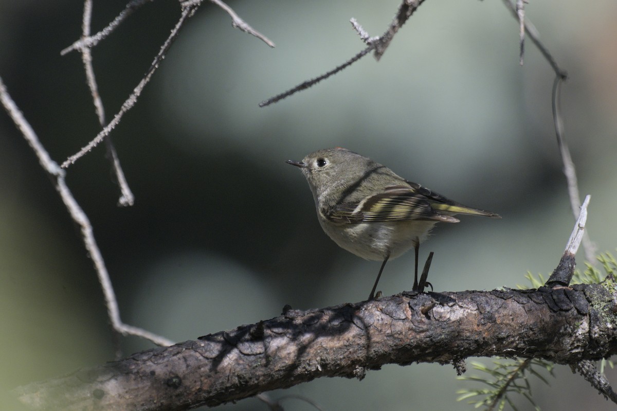 Ruby-crowned Kinglet - ML638257349