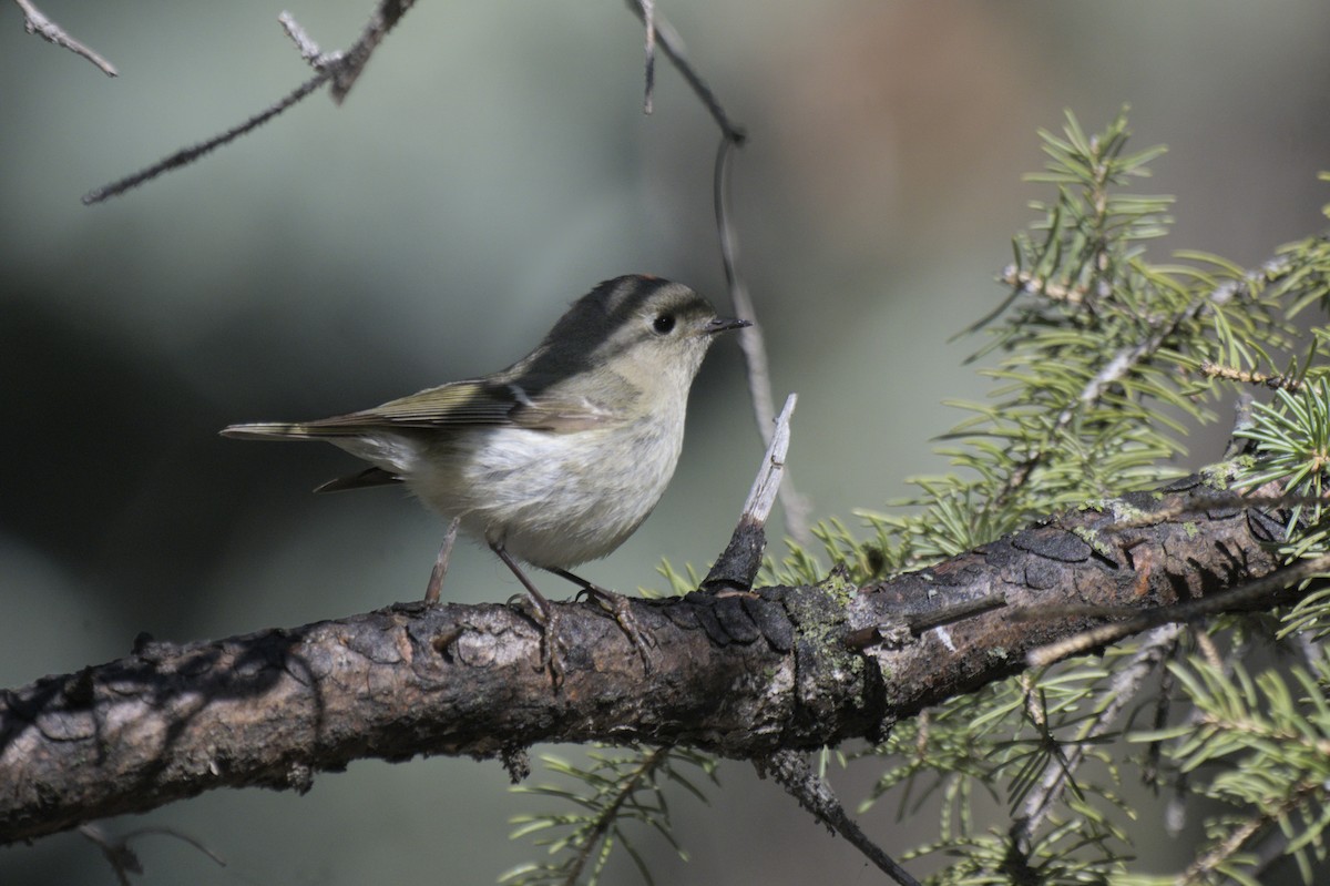 Ruby-crowned Kinglet - ML638257350
