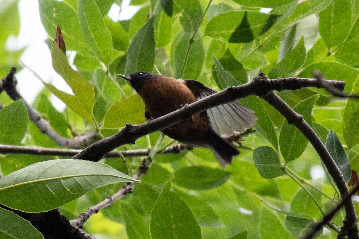 Cinnamon-bellied Flowerpiercer - ML638257351