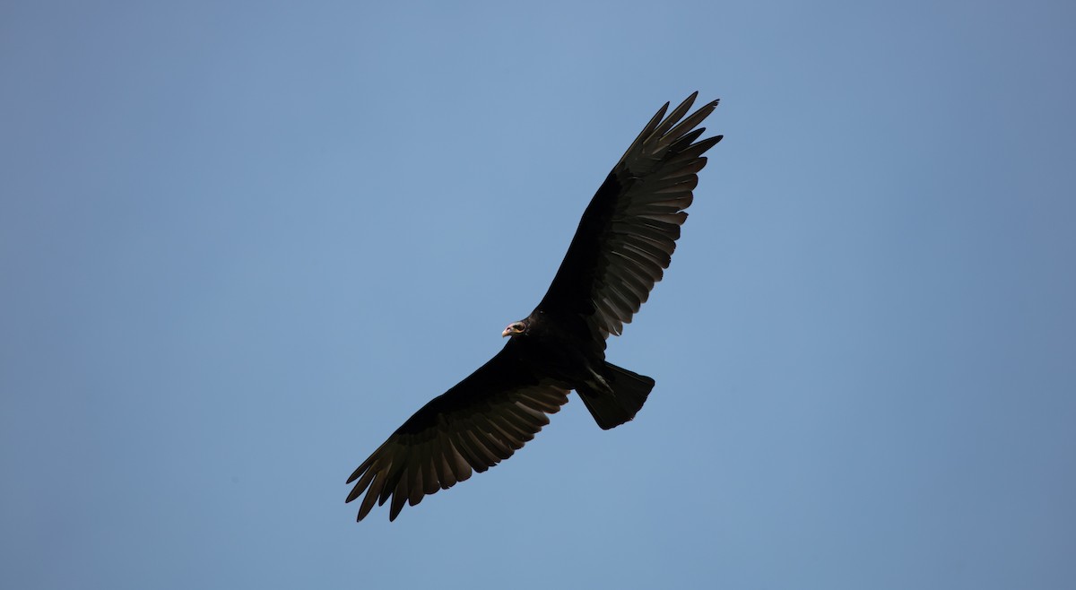 Lesser Yellow-headed Vulture - ML638257355