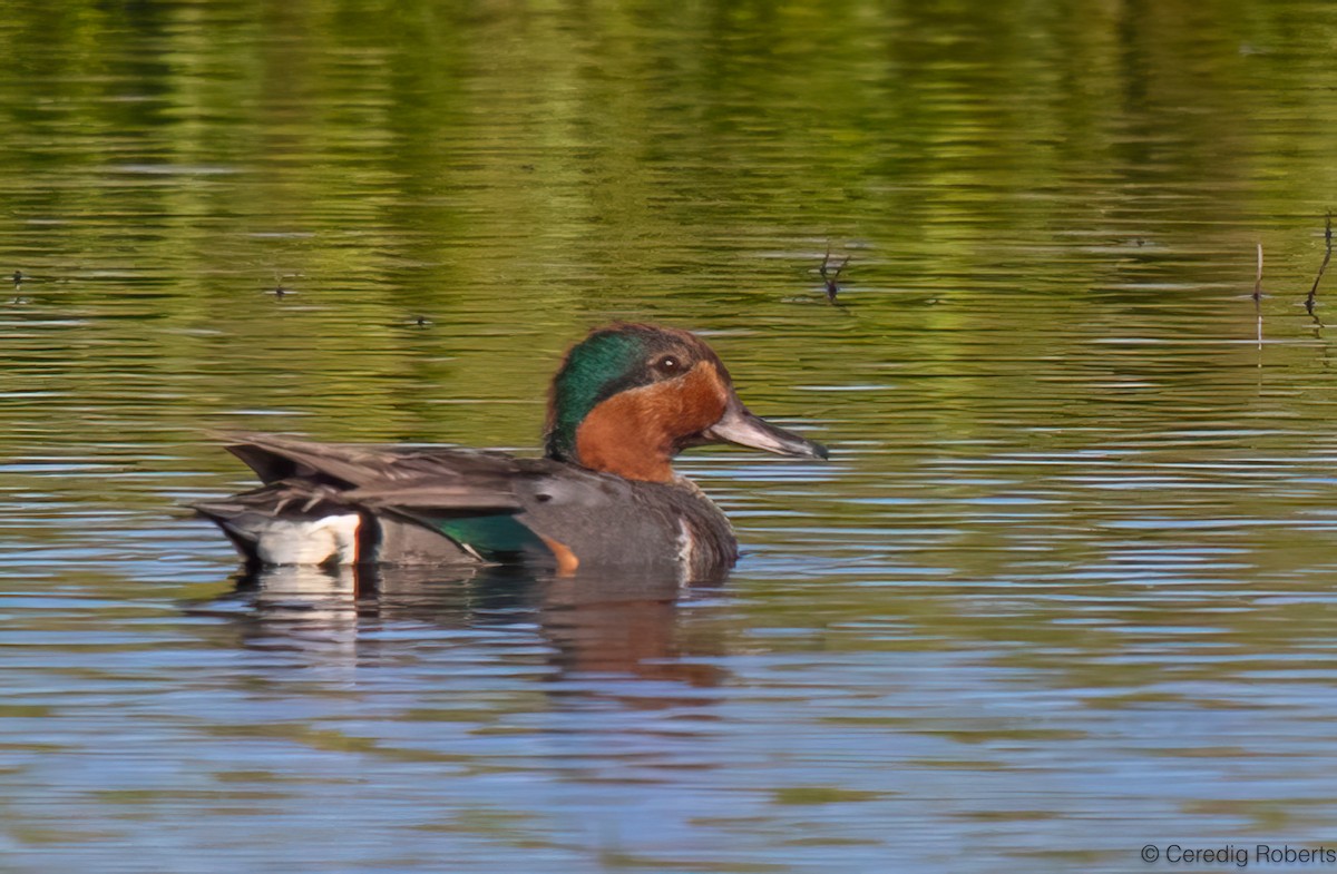 Green-winged Teal - ML638257398