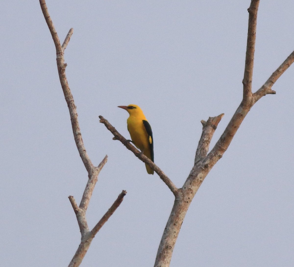 Indian Golden Oriole - ML638257407