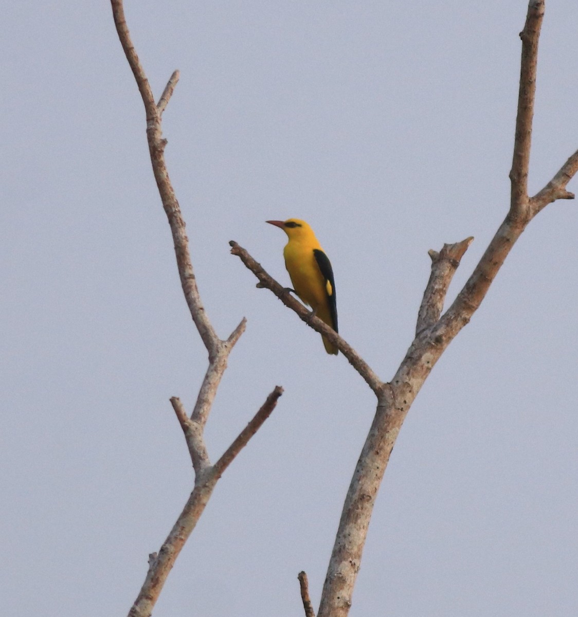 Indian Golden Oriole - ML638257408