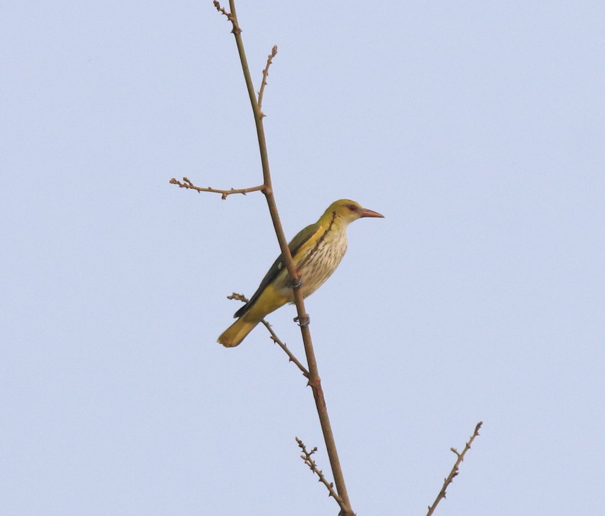 Indian Golden Oriole - ML638257409