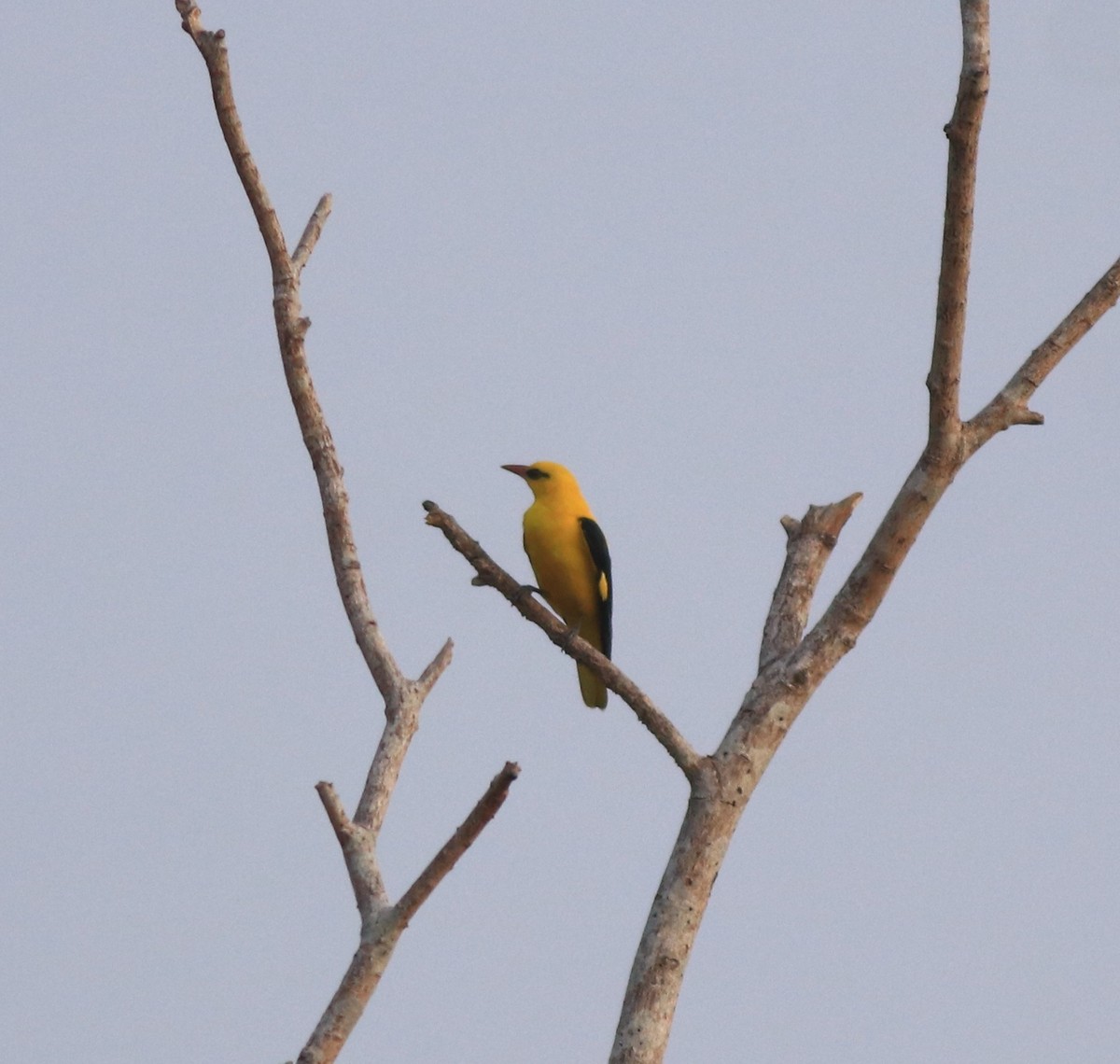 Indian Golden Oriole - ML638257410