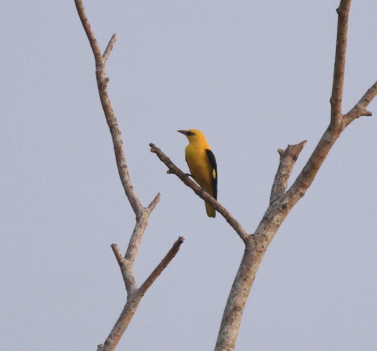 Indian Golden Oriole - ML638257411