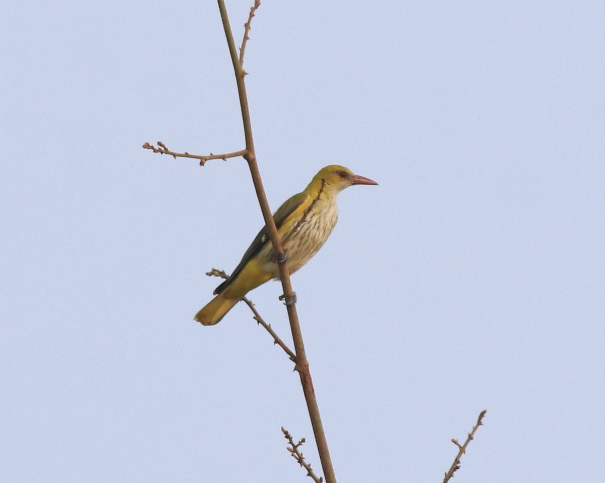 Indian Golden Oriole - ML638257412