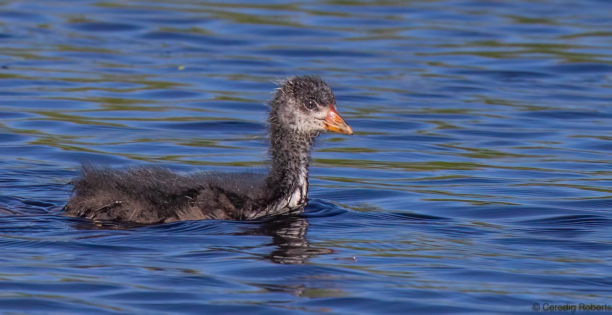 American Coot - ML638257417