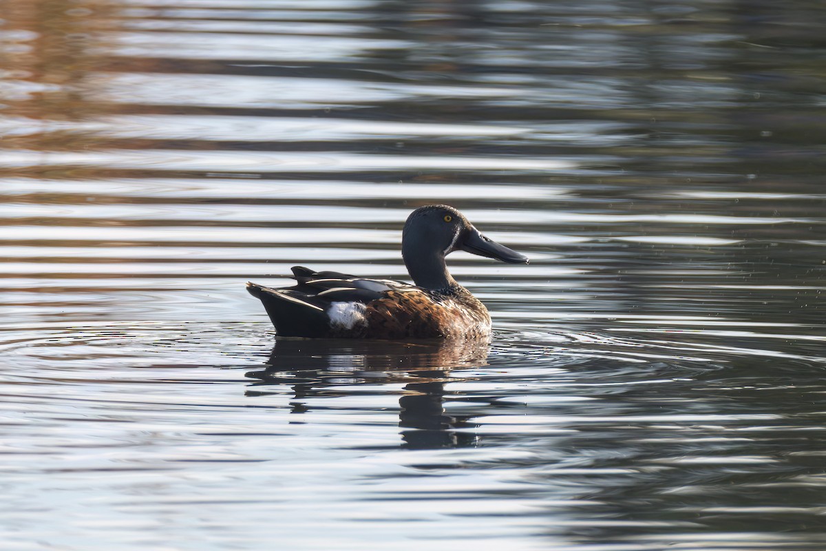 Australasian Shoveler - ML638257418