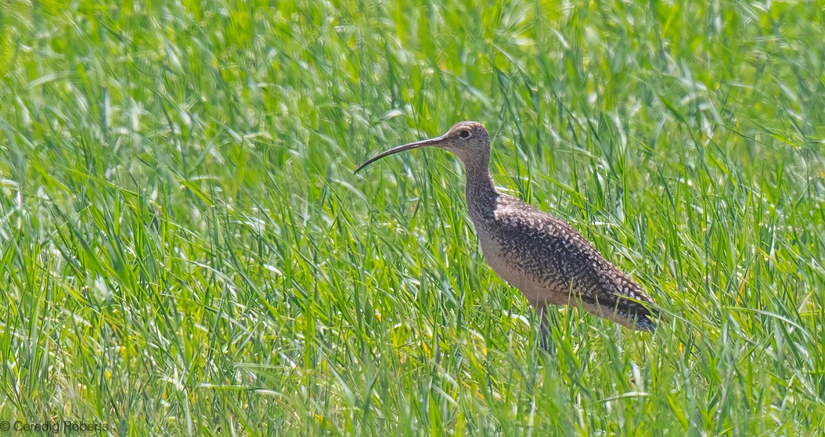 Long-billed Curlew - ML638257421