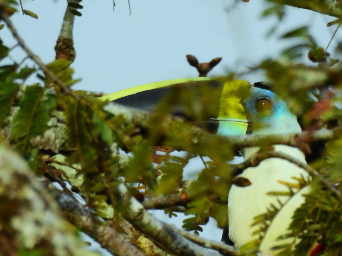 White-throated Toucan - ML638257457