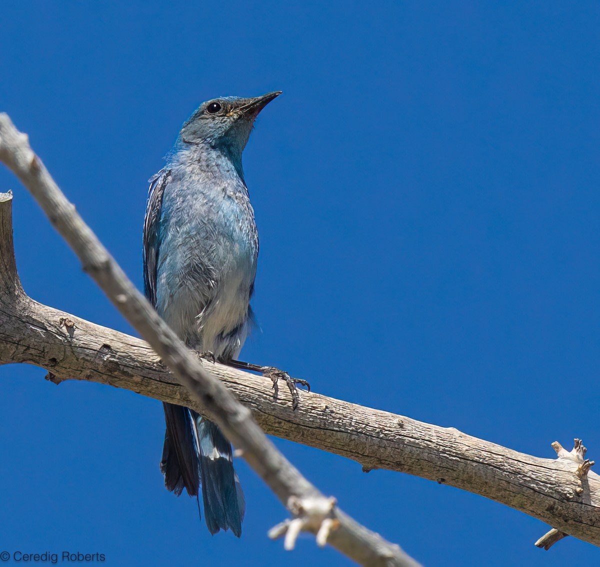Mountain Bluebird - ML638257458