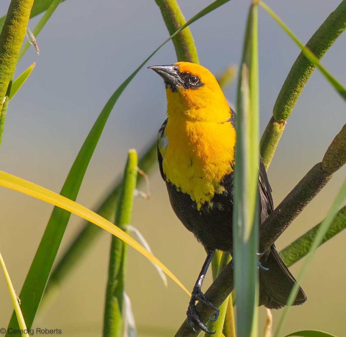 Yellow-headed Blackbird - ML638257460