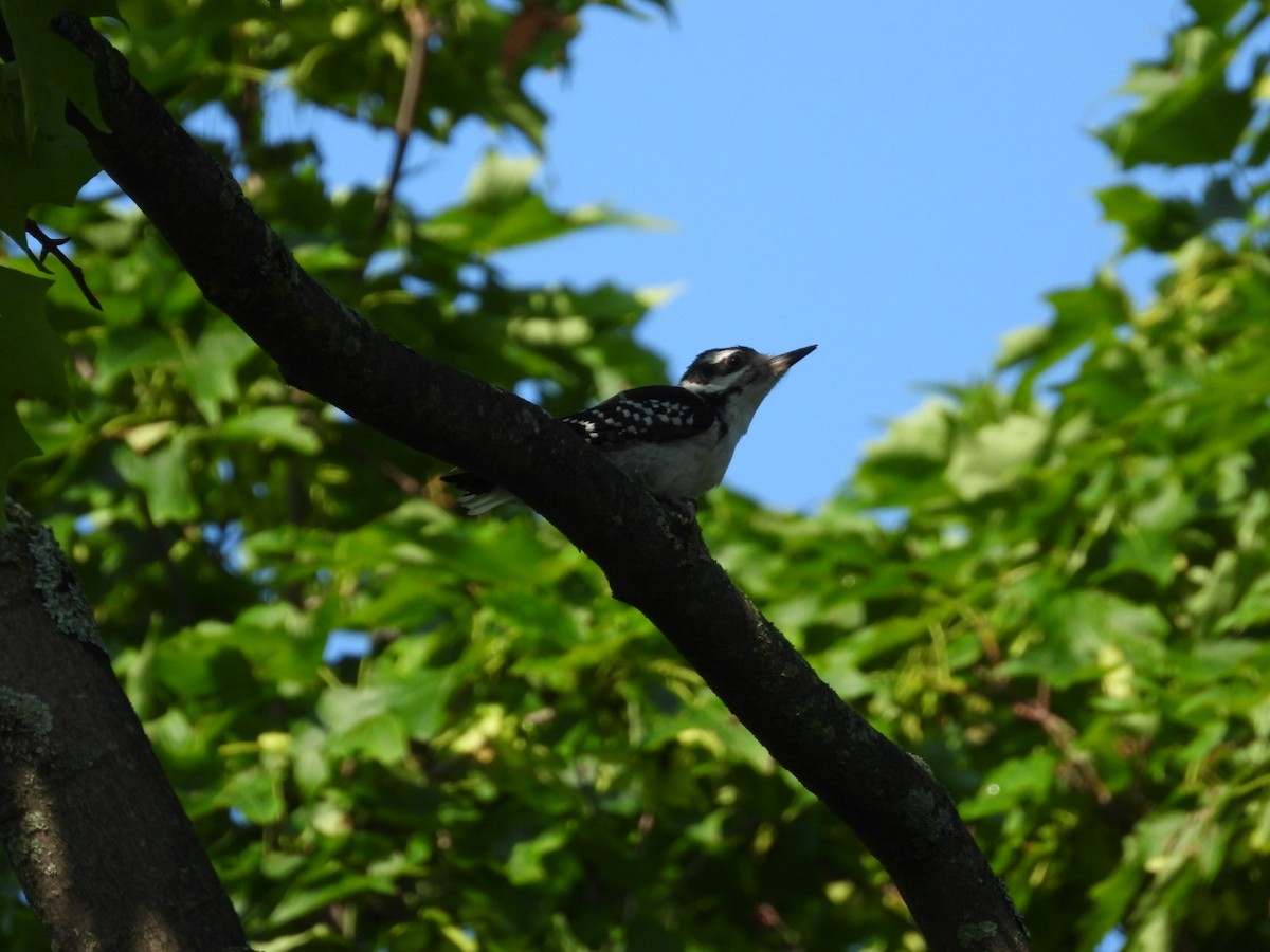 Hairy Woodpecker - ML638257463