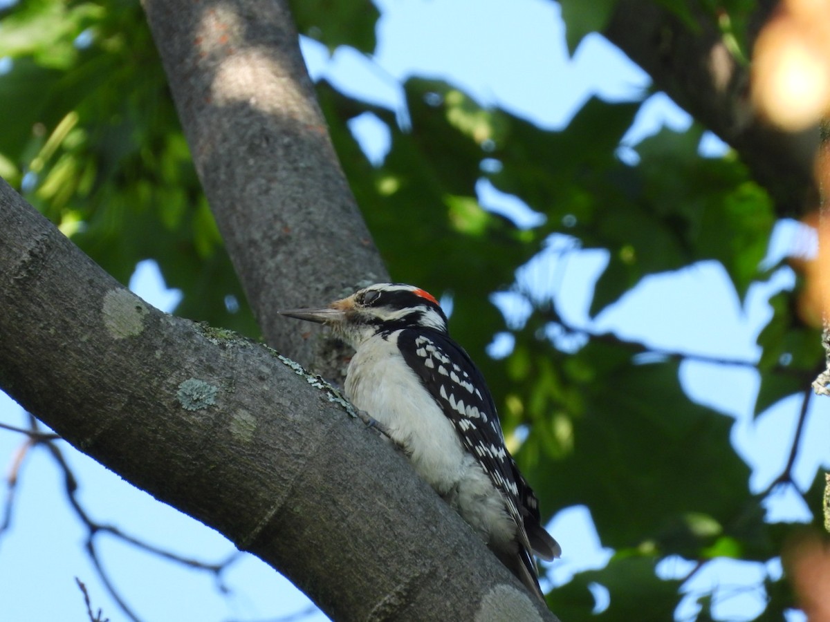 Hairy Woodpecker - ML638257464