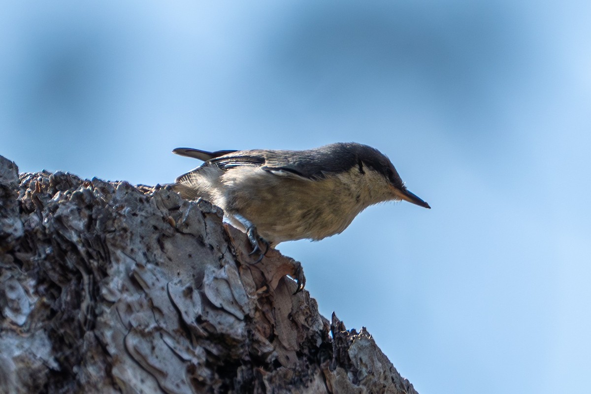 Pygmy Nuthatch - ML638257472