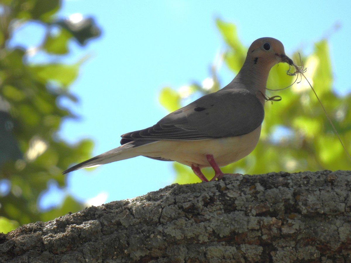 Mourning Dove - ML638257474