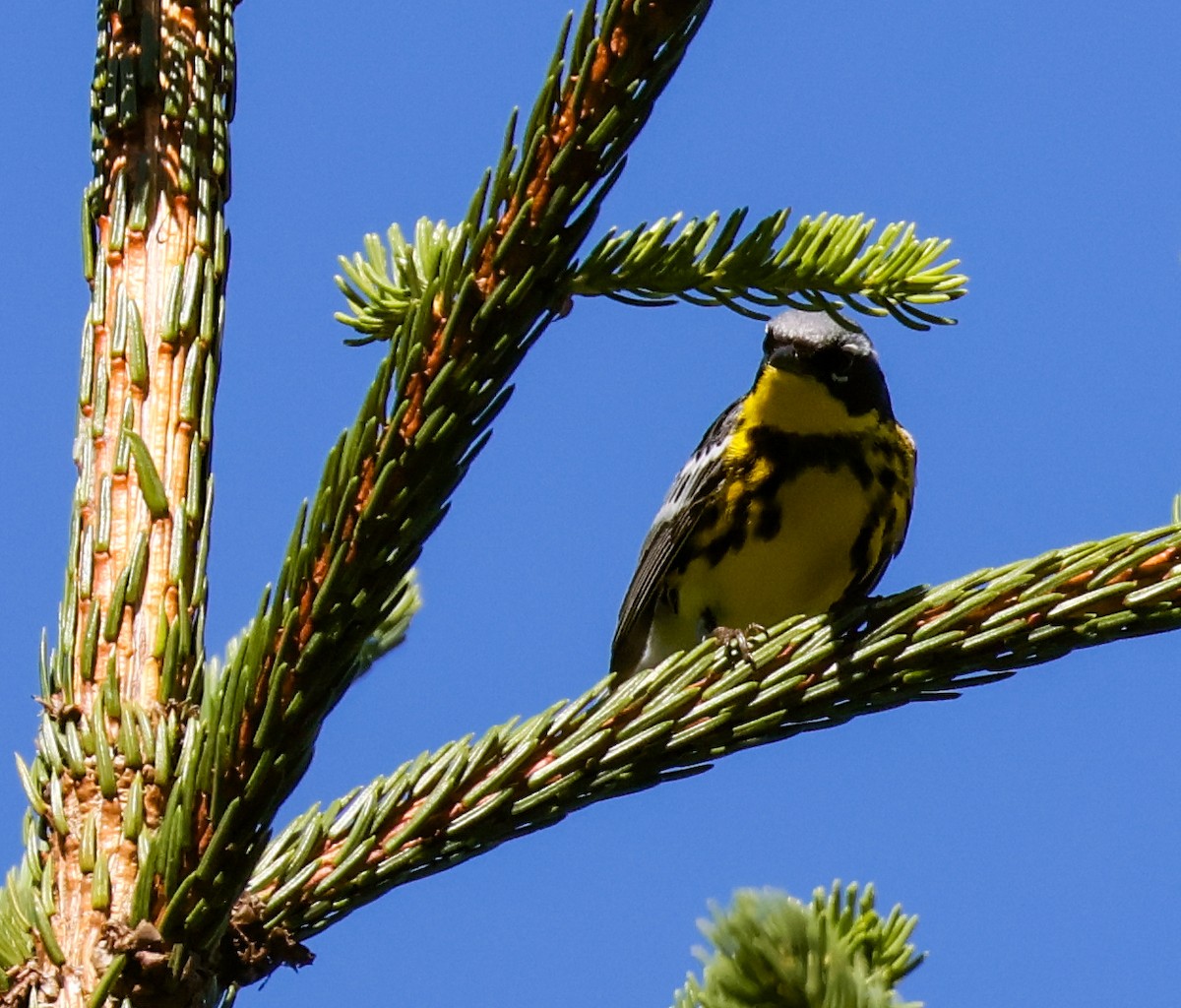 Magnolia Warbler - ML638257484