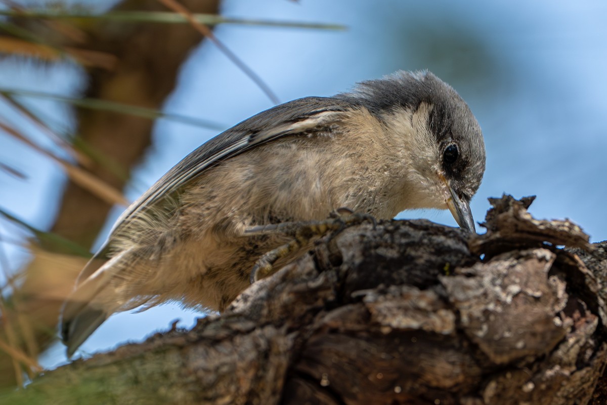 Pygmy Nuthatch - ML638257485