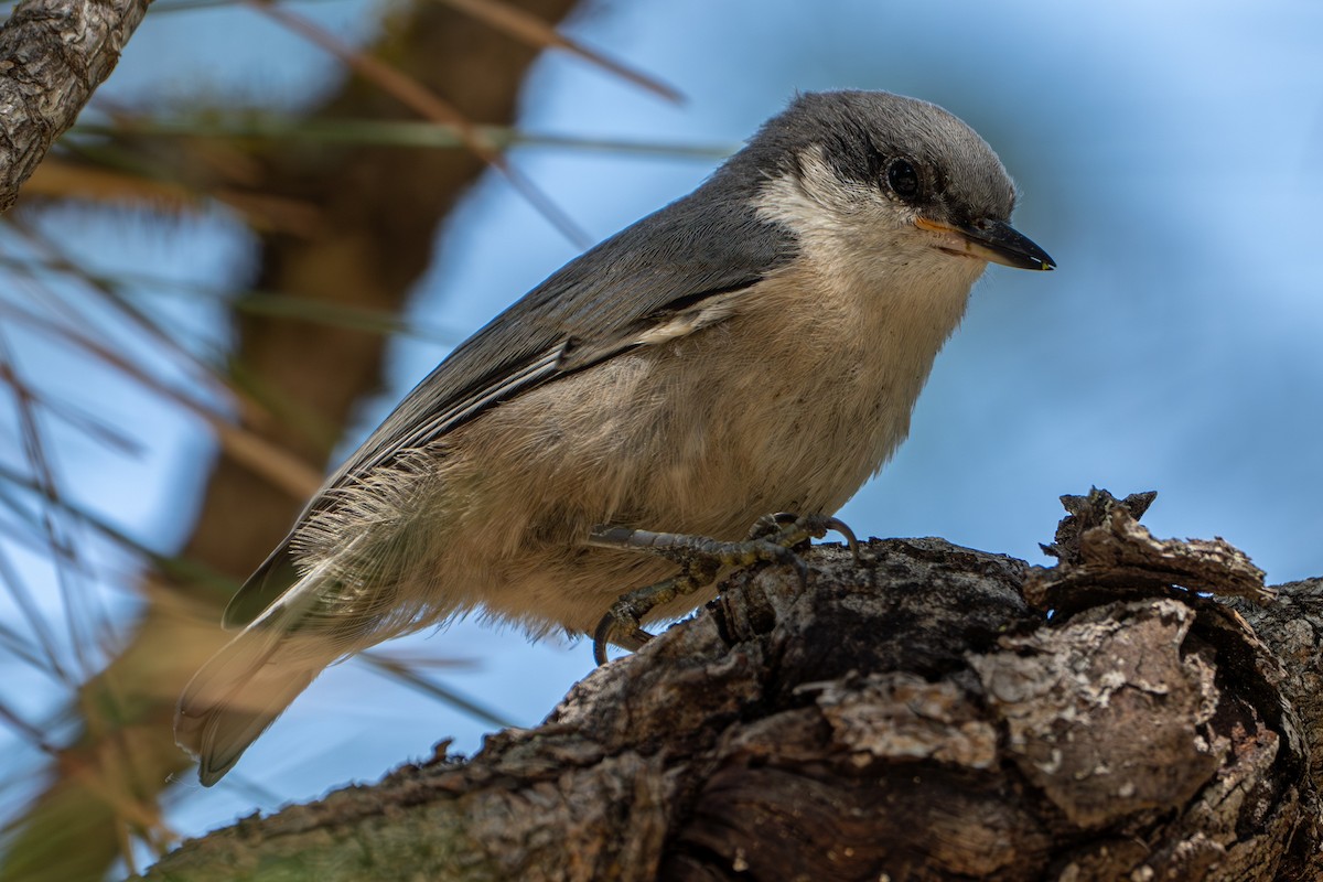 Pygmy Nuthatch - ML638257486