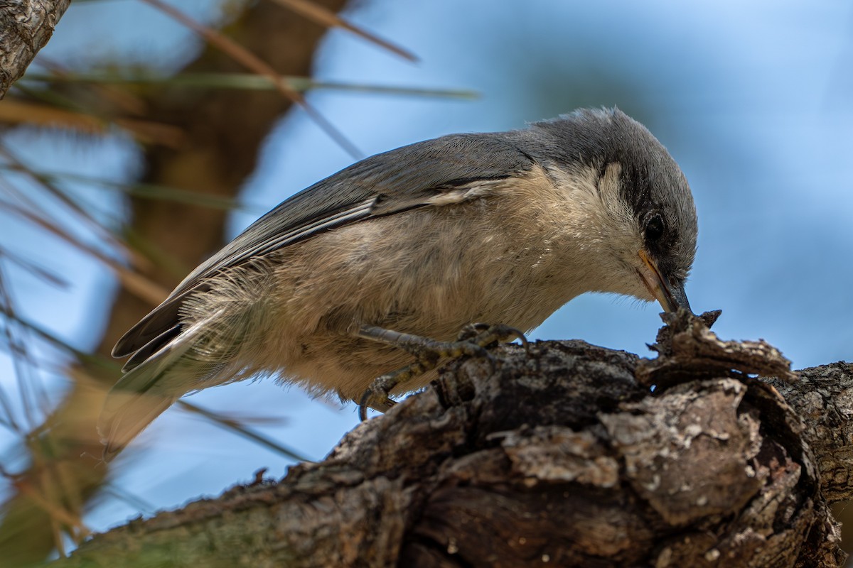 Pygmy Nuthatch - ML638257487