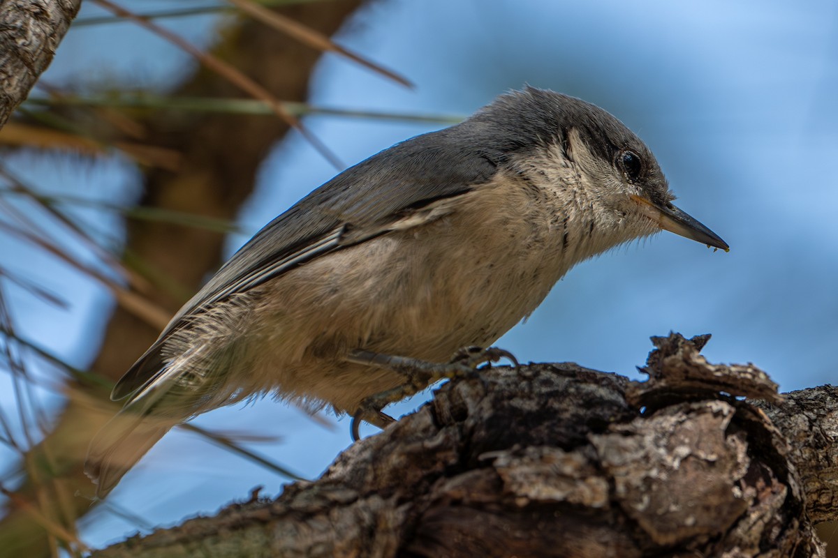 Pygmy Nuthatch - ML638257488