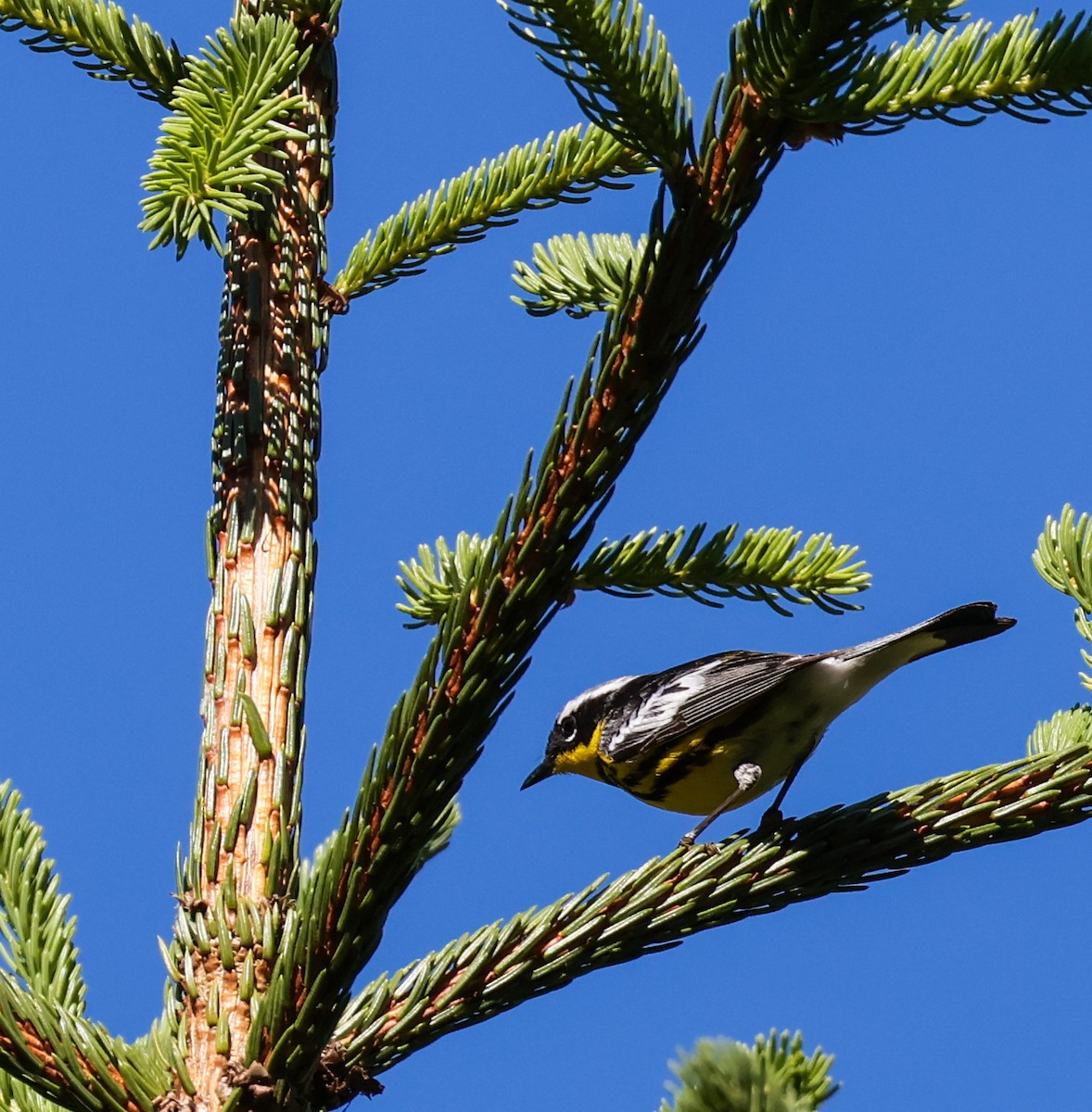 Magnolia Warbler - ML638257489
