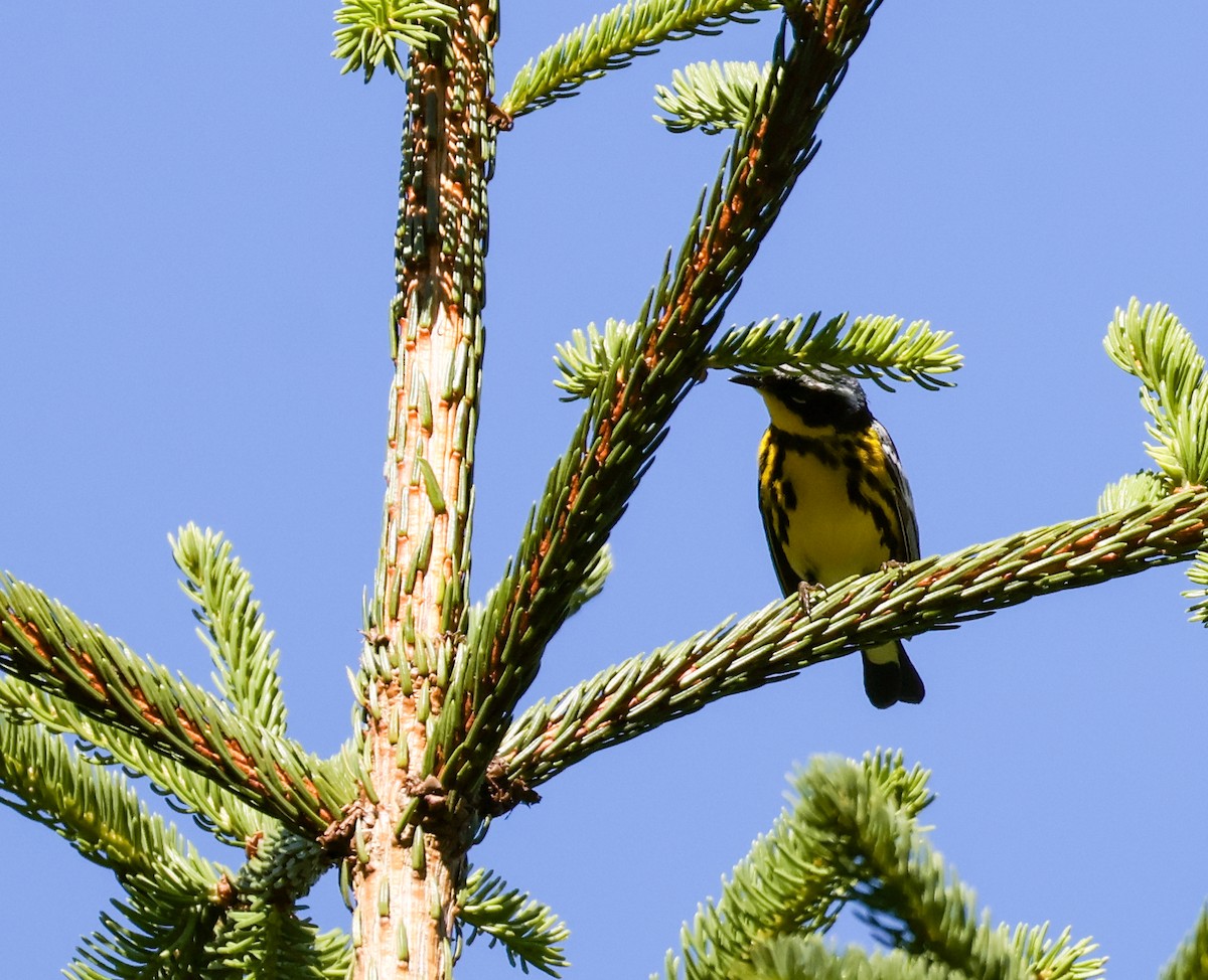 Magnolia Warbler - ML638257490