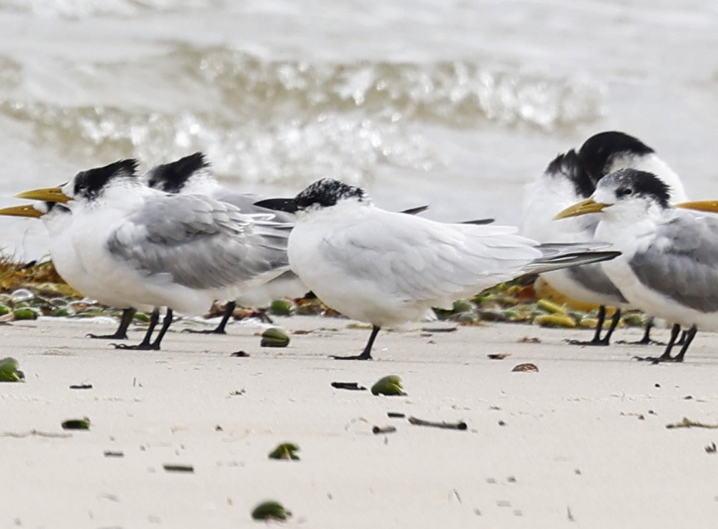 Australian Tern - ML638257495