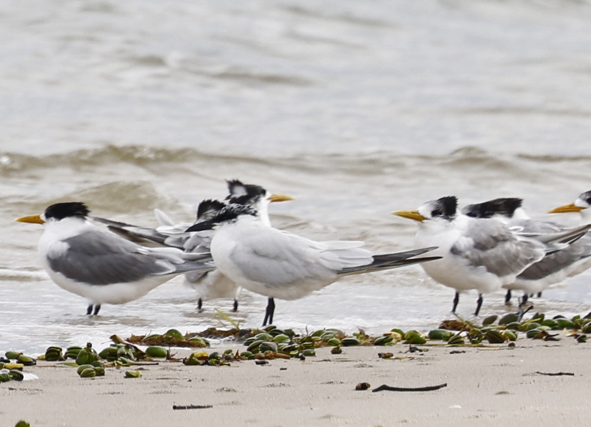 Australian Tern - ML638257496