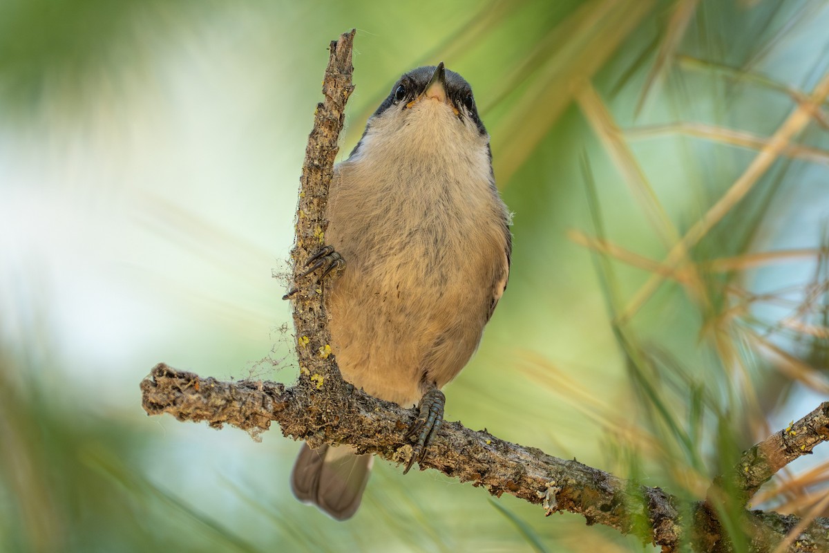 Pygmy Nuthatch - ML638257497