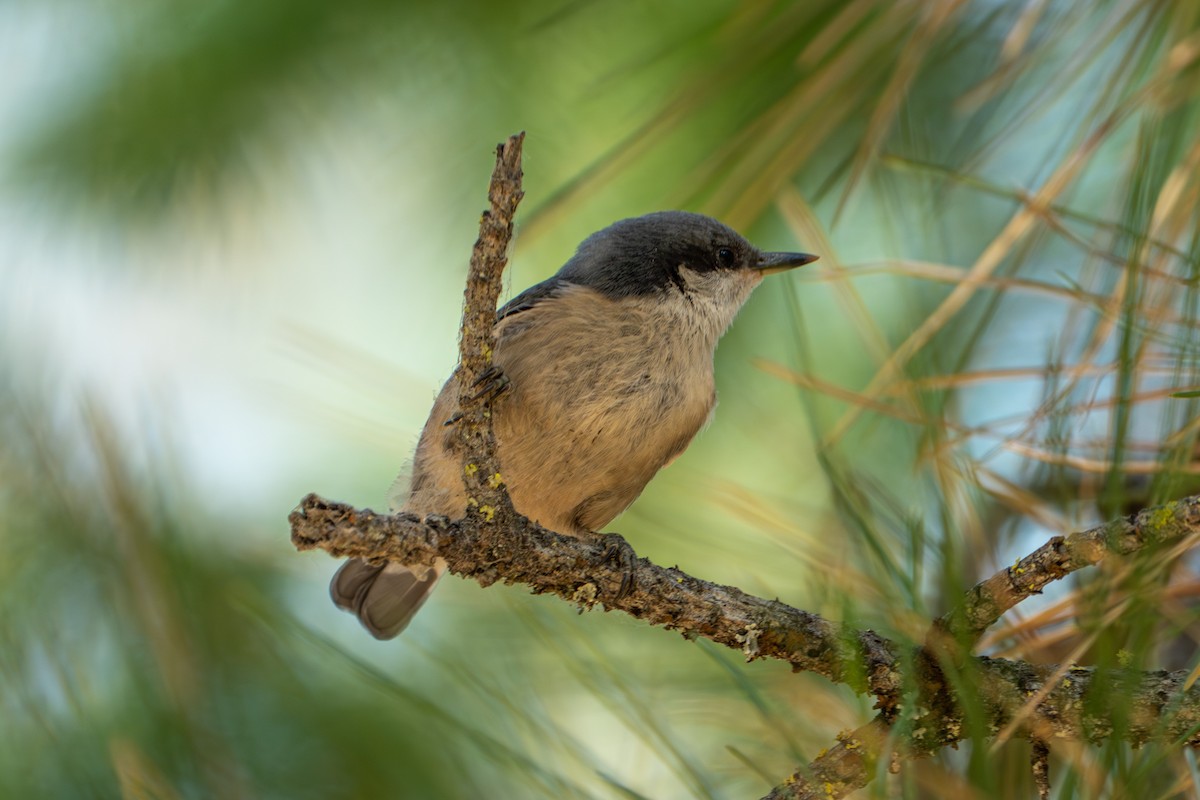 Pygmy Nuthatch - ML638257498