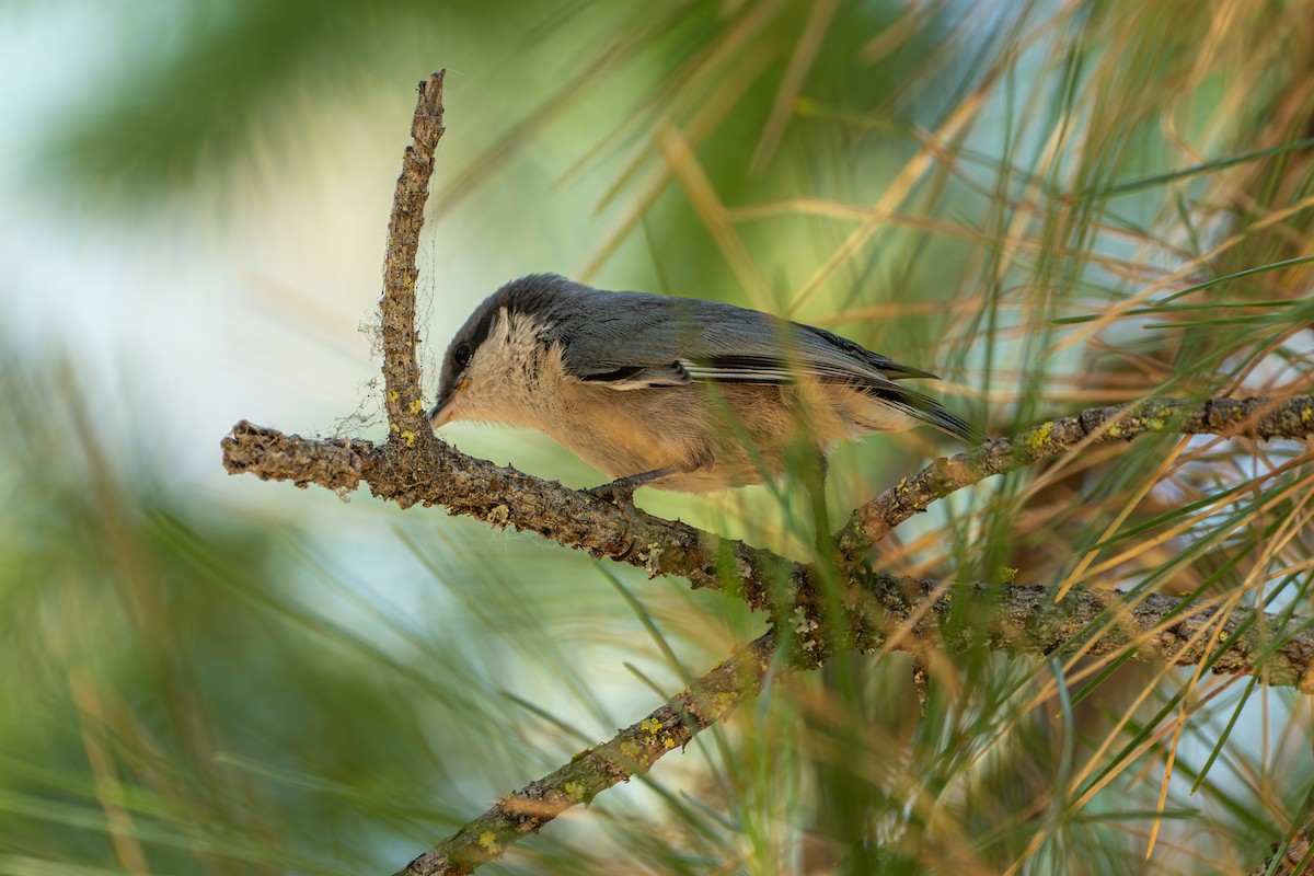 Pygmy Nuthatch - ML638257499